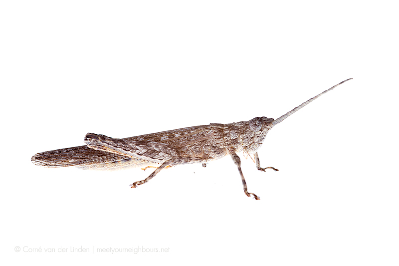 <!--Coryphistes ruricola, Bark mimicking grasshopper-->